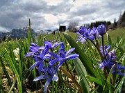 52 Crocus vernus (Crocus) e Scilla bifolia (Scilla silvestre) ai prati della Pigolotta di Valtorta 